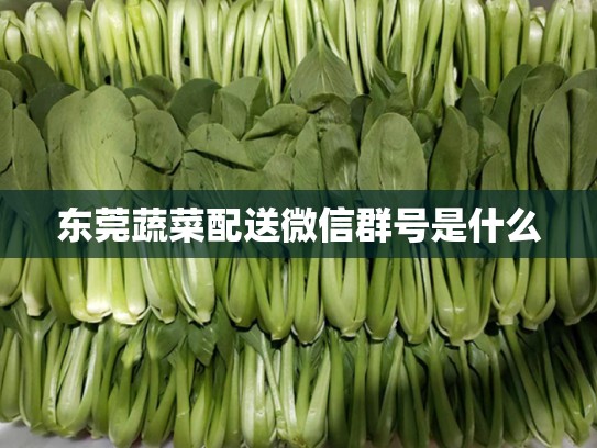 东莞蔬菜配送微信群号是什么