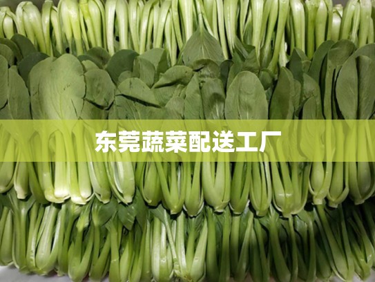 东莞蔬菜配送工厂