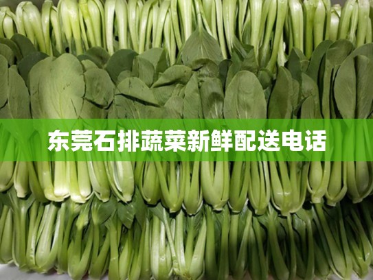 东莞石排蔬菜新鲜配送电话