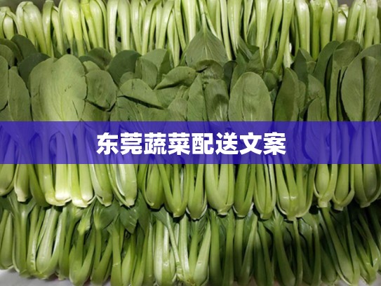 东莞蔬菜配送文案