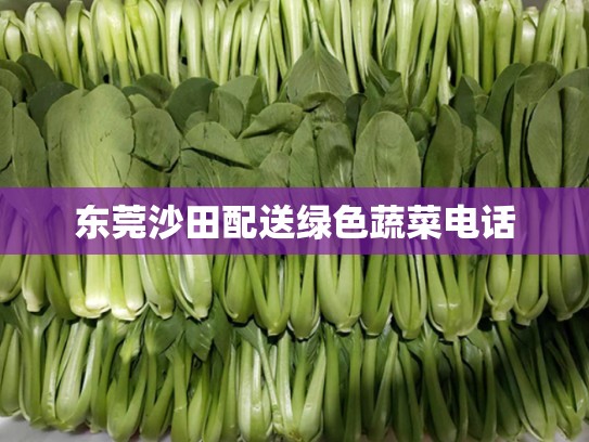 东莞沙田配送绿色蔬菜电话