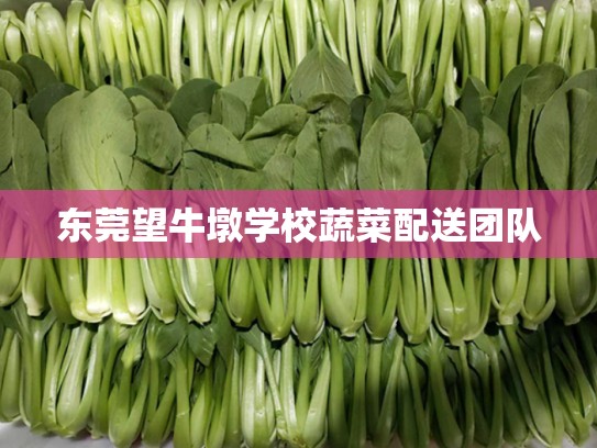 东莞望牛墩学校蔬菜配送团队