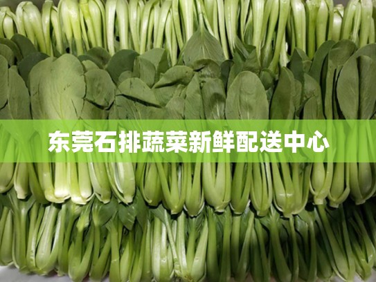 东莞石排蔬菜新鲜配送中心