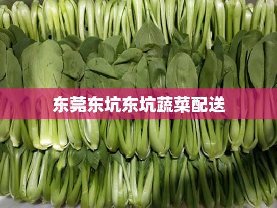 东莞东坑东坑蔬菜配送