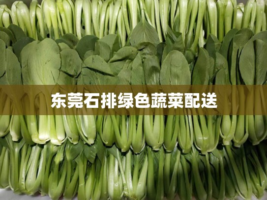东莞石排绿色蔬菜配送