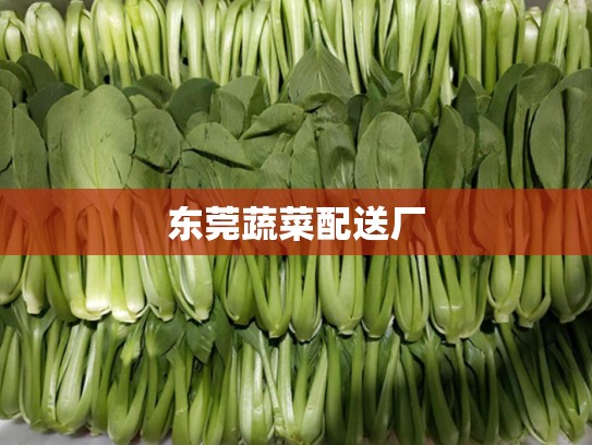东莞蔬菜配送厂