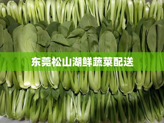 东莞松山湖鲜蔬菜配送