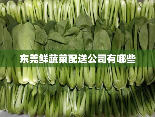 东莞鲜蔬菜配送公司有哪些