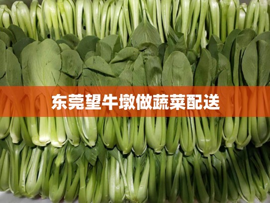 东莞望牛墩做蔬菜配送