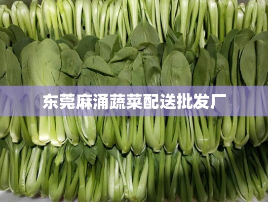 东莞麻涌蔬菜配送批发厂