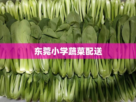 东莞小学蔬菜配送