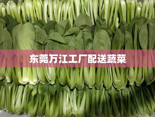 东莞万江工厂配送蔬菜